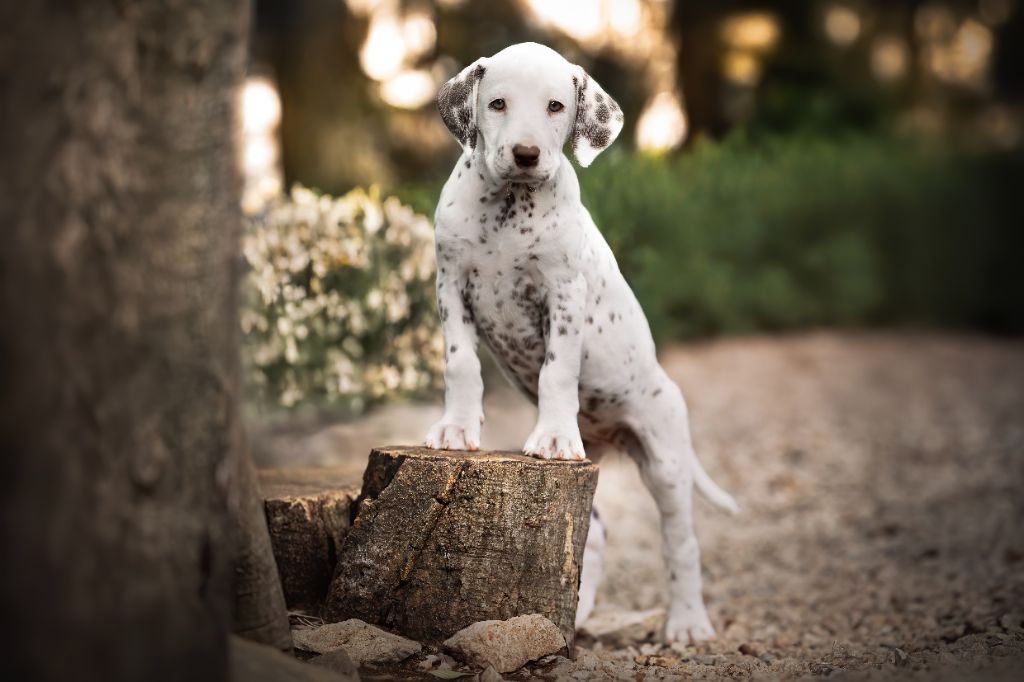 Des Garrigues Du Pic Saint Loup - Chiots disponibles - Dalmatien
